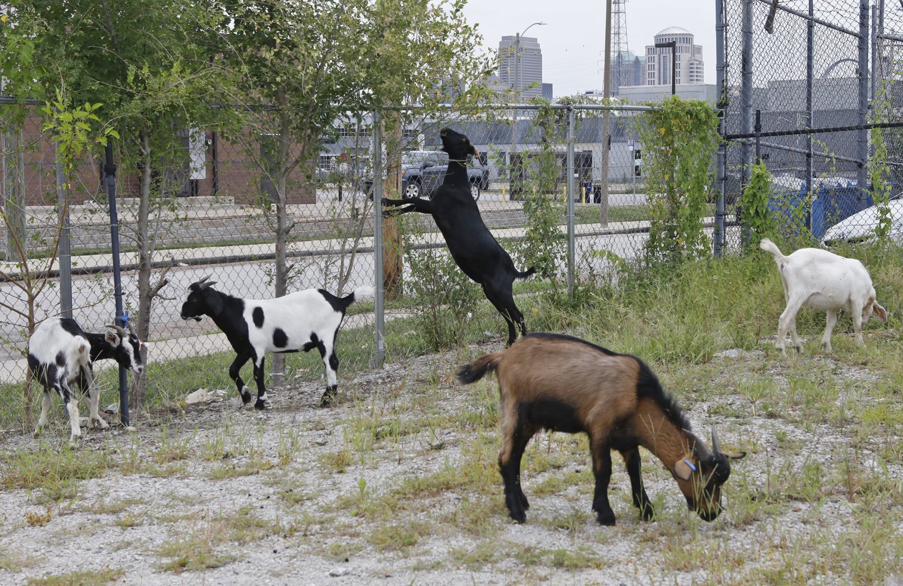 Goats make quick work of urban clearing